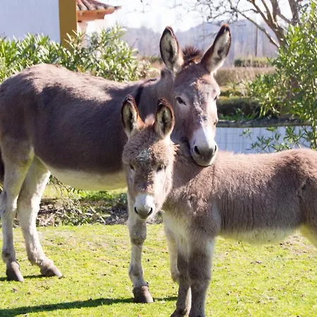 Quinta Da Alcaidaria Mor Alloggio per agriturismo *