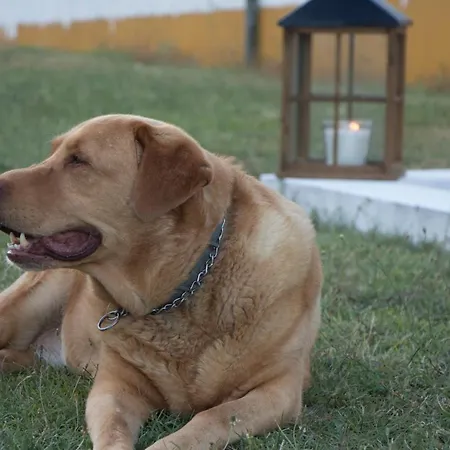 Alojamento de Turismo Rural Quinta Da Alcaidaria Mor Ourém