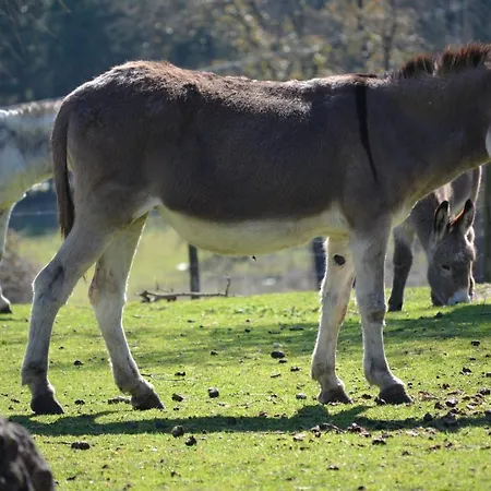 Quinta Da Alcaidaria Mor Alojamento de Turismo Rural