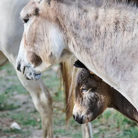 Quinta Da Alcaidaria Mor Ourém