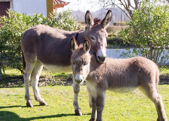 Quinta Da Alcaidaria Mor ファームステイ *