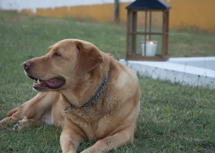 Gospodarstwo agroturystyczne Quinta Da Alcaidaria Mor Ourém