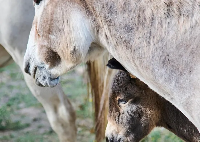 Quinta Da Alcaidaria Mor Ourém